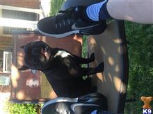 Duke available French Bulldog puppy located in ROGERS